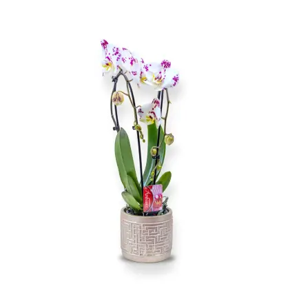 Orhidee Phalaenopsis în Vas Ceramic (v)