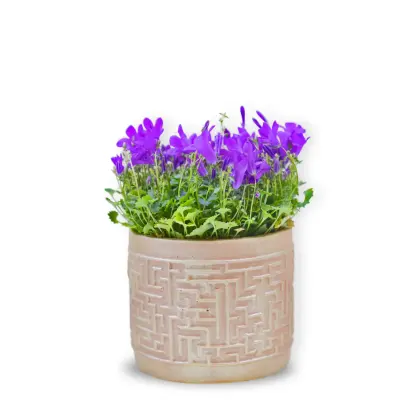Campanula în vas ceramic