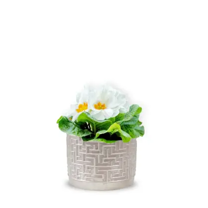 Primula albă cu vas ceramic