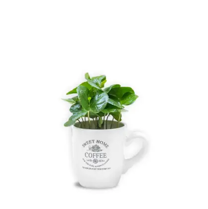 Arbore de Cafea în Cană