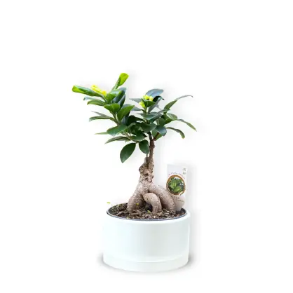 Bonsai în Vas Ceramic Alb Mediu