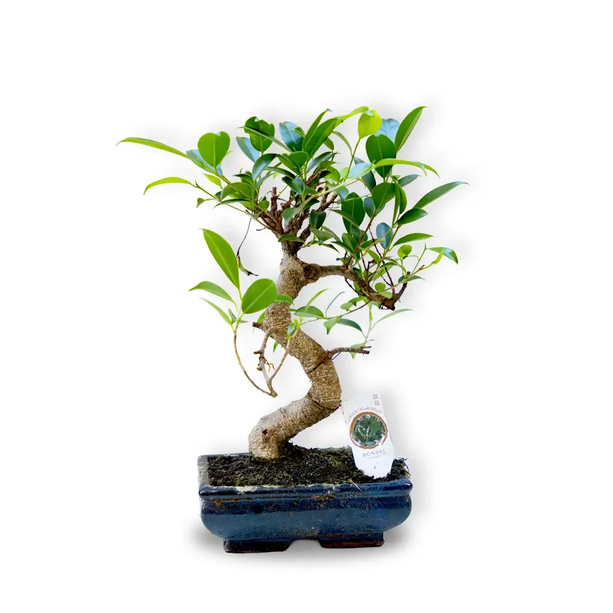 Bonsai în Vas Decorativ Ceramic Albastru