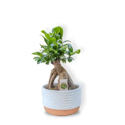 Bonsai în Vas Ceramic Bicolor