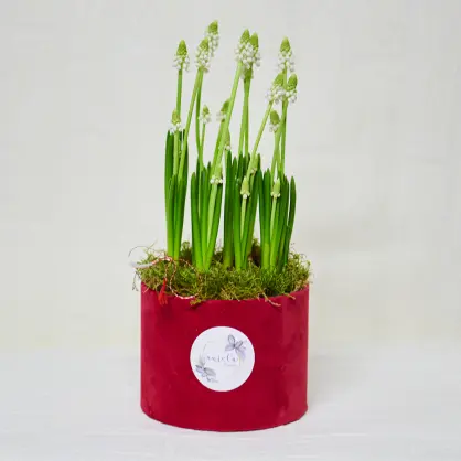 Aranjament-floral-de-primavara-flori-muscari-alb-Aniela-Events||
