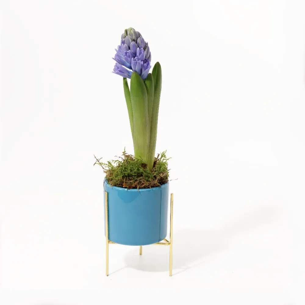 Zambilă Albastră în Vas Ceramic cu Suport Auriu și Mușchi Natural